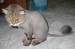 cutest-cat2.JPG